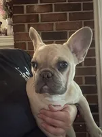 Delilah ( fluffy carrier), a female French Bulldog for sale in Macclesfield, NC – 2 of 3