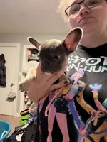 Jack ( white collar) fluffy carrier AKC, a male French Bulldog for sale in Macclesfield, NC – 2 of 6