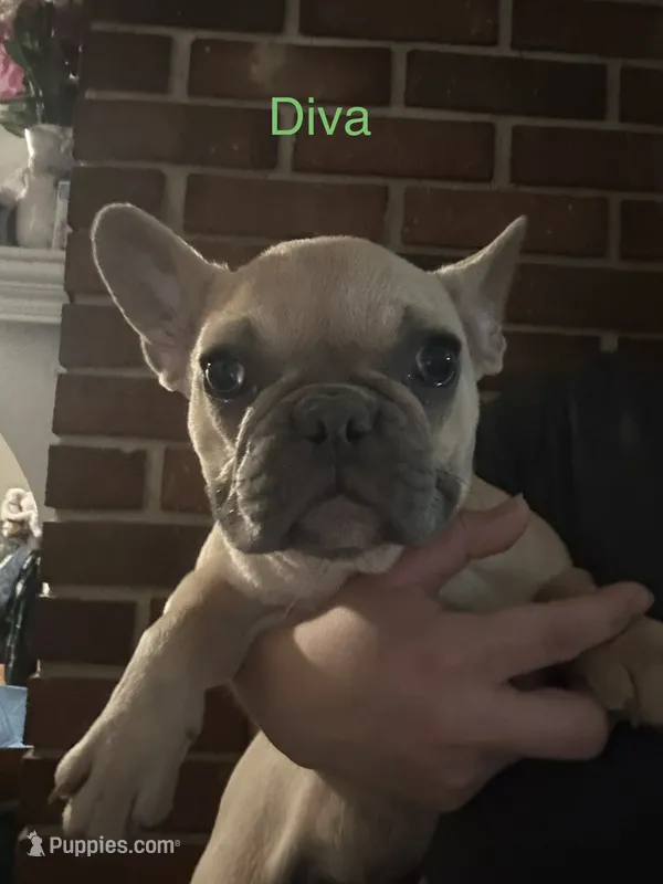 Diva ( Fluffy Carrier) – French Bulldog puppy for sale in Macclesfield, NC