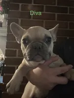 Diva ( Fluffy Carrier), a female French Bulldog for sale in Macclesfield, NC – 1 of 3
