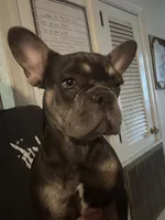 Scarlet ( Fluffy Carrier), a female French Bulldog for sale in Macclesfield, NC – 2 of 3