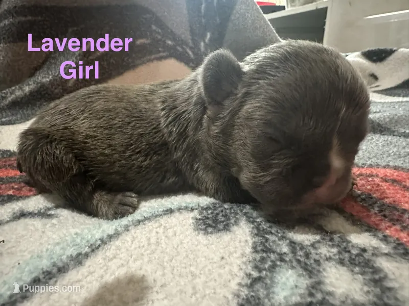 Paisley ( lavender collar) fluffy carrier AKC – French Bulldog puppy for sale in Macclesfield, NC