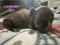 Paisley ( lavender collar) fluffy carrier AKC, a female French Bulldog for sale in Macclesfield, NC – 1 of 3