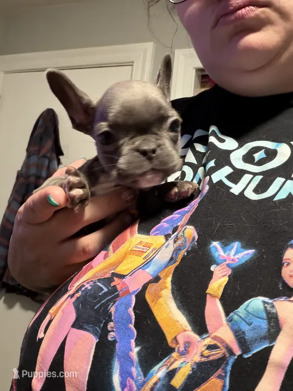Jack ( white collar) fluffy carrier AKC – French Bulldog puppy for sale in Macclesfield, NC