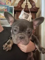 Stella (Fluffy carrier), a female French Bulldog for sale in Macclesfield, NC – 2 of 3