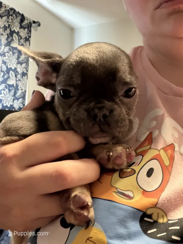 Jack ( white collar) fluffy carrier AKC – French Bulldog puppy for sale in Macclesfield, NC