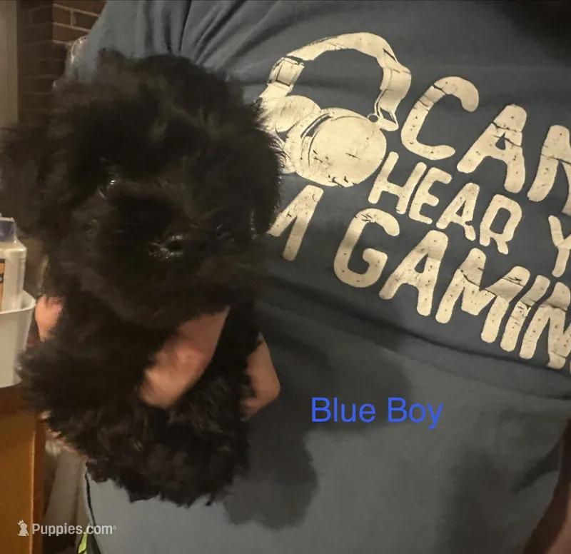 Mr.Blue – Miniature Schnauzer puppy for sale in Macclesfield, NC