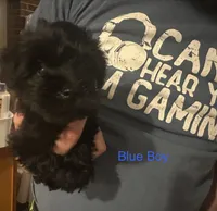 Mr.Blue, a male Miniature Schnauzer for sale in Macclesfield, NC – 1 of 3