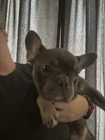 Sampson ( Fluffy Carrier), a male French Bulldog for sale in Macclesfield, NC – 2 of 3