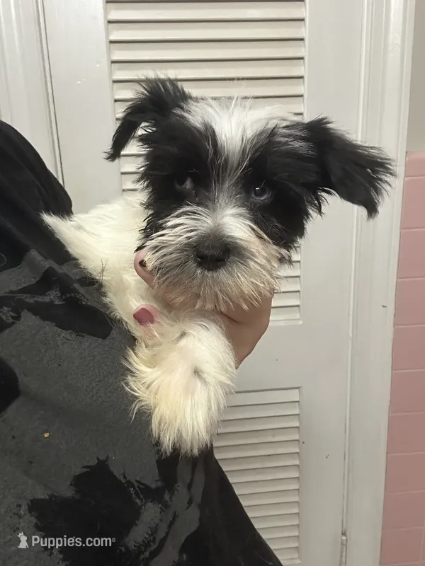 Jack ( black collar blue eyes) CKC – Miniature Schnauzer puppy for sale in Macclesfield, NC