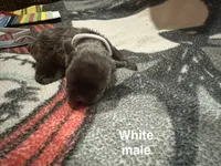 Jack ( white collar) fluffy carrier AKC, a male French Bulldog for sale in Macclesfield, NC – 1 of 3