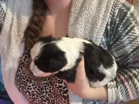 Purple, a female Miniature Schnauzer for sale in Macclesfield, NC – Photo 2 of 4