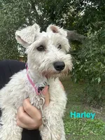 Purple, a female Miniature Schnauzer for sale in Macclesfield, NC – Photo 4 of 4