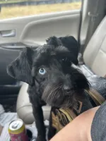 Purple, a female Miniature Schnauzer for sale in Macclesfield, NC – Photo 3 of 4