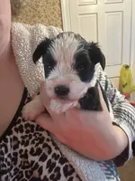 Purple, a female Miniature Schnauzer for sale in Macclesfield, NC – Photo 1 of 4