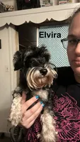 Mr.Blue, a male Miniature Schnauzer for sale in Macclesfield, NC – 3 of 3