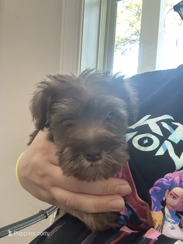 Mr. Green  – Miniature Schnauzer puppy for sale in Macclesfield, NC