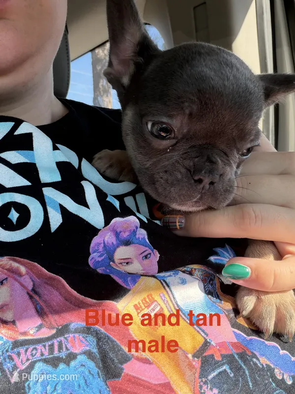 Jack ( white collar) fluffy carrier AKC – French Bulldog puppy for sale in Macclesfield, NC