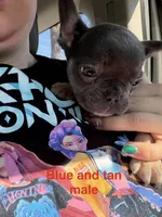 Jack ( white collar) fluffy carrier AKC, a male French Bulldog for sale in Macclesfield, NC – 1 of 6