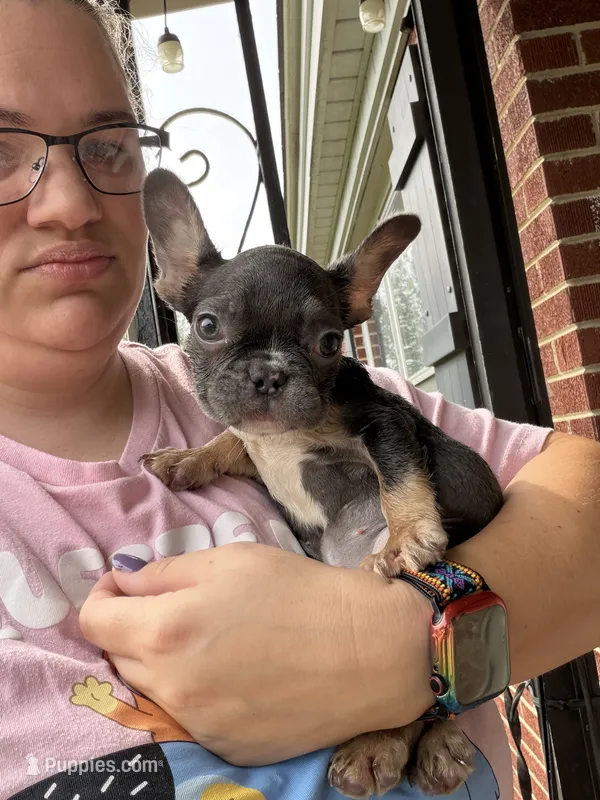 Paisley ( lavender collar) fluffy carrier AKC – French Bulldog puppy for sale in Macclesfield, NC