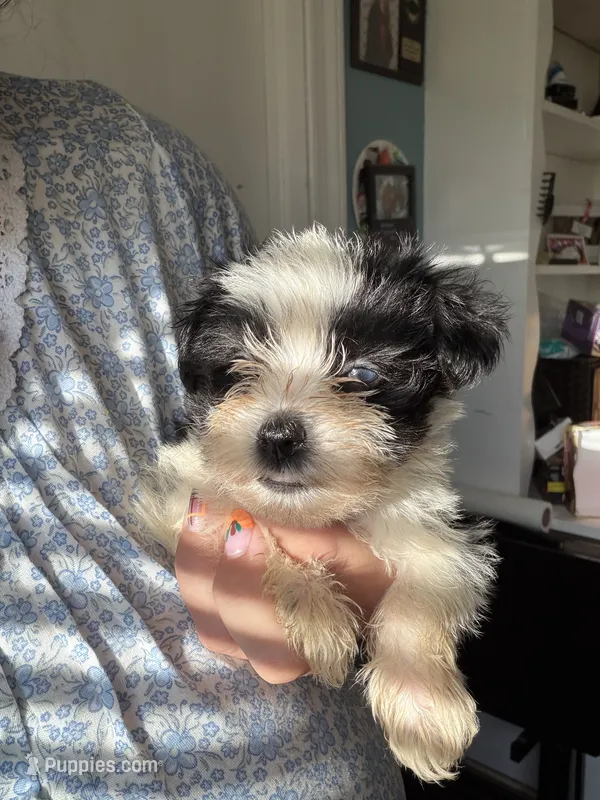 Luke ( Blue eyes) – Miniature Schnauzer puppy for sale in Macclesfield, NC