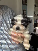 Luke ( Blue eyes), a male Miniature Schnauzer for sale in Macclesfield, NC – 1 of 4