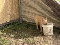 Diva  ( fluffy carrier) AKC, a female French Bulldog for sale in Macclesfield, NC – 4 of 6