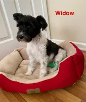 Locke ( orange collar), a male Miniature Schnauzer for sale in Macclesfield, NC – 3 of 3