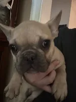 Diva ( Fluffy Carrier), a female French Bulldog for sale in Macclesfield, NC – 2 of 3