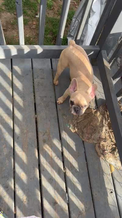Diva  ( fluffy carrier) AKC, a female French Bulldog for sale in Macclesfield, NC – 6 of 6