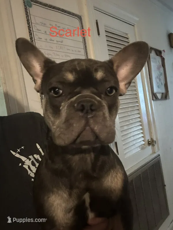 Scarlet ( Fluffy Carrier) – French Bulldog puppy for sale in Macclesfield, NC