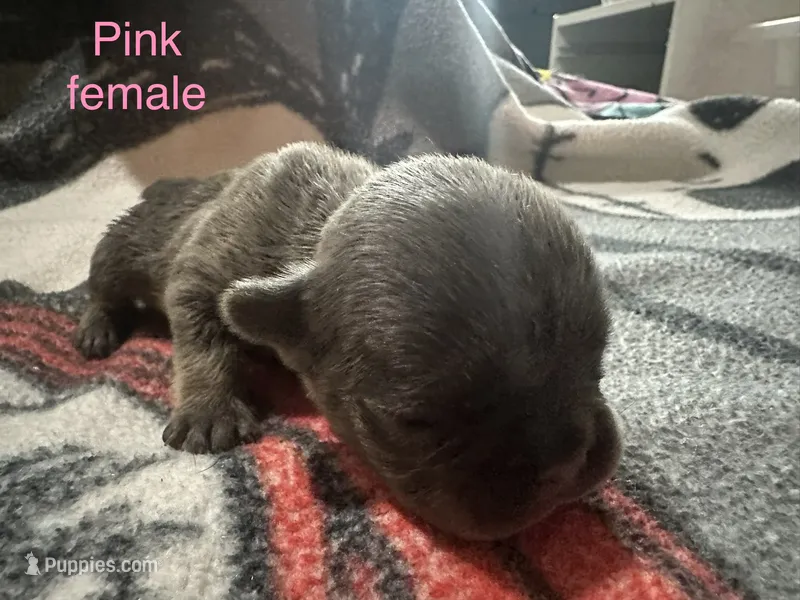 Poppy ( pink collar) fluffy carrier AKC – French Bulldog puppy for sale in Macclesfield, NC