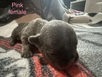 Poppy ( pink collar) fluffy carrier AKC, a female French Bulldog for sale in Macclesfield, NC – 1 of 2