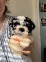 Obi Won, a male Miniature Schnauzer for sale in Macclesfield, NC – 2 of 4