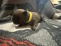 Peach ( yellow collar) fluffy carrier AKC, a female French Bulldog for sale in Macclesfield, NC – 2 of 3