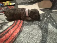 Jack ( white collar) fluffy carrier AKC, a male French Bulldog for sale in Macclesfield, NC – 3 of 3