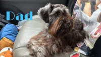 Locke ( orange collar), a male Miniature Schnauzer for sale in Macclesfield, NC – 2 of 3