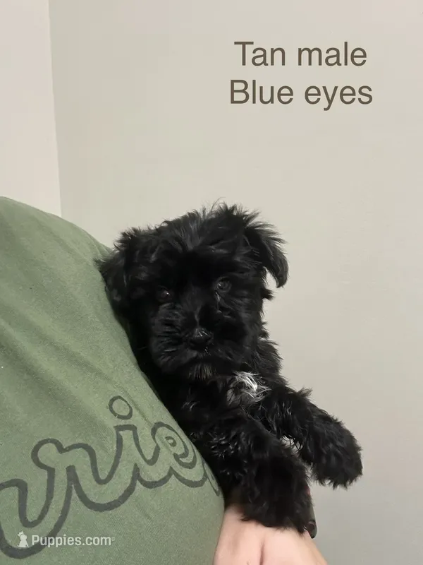Mayor ( tan collar with blue eyes – Miniature Schnauzer puppy for sale in Macclesfield, NC
