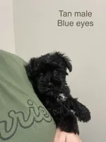Mayor ( tan collar with blue eyes, a male Miniature Schnauzer for sale in Macclesfield, NC – 1 of 3
