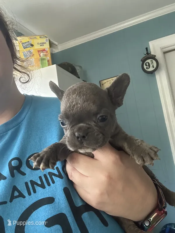 Johnny  (orange collar) fluffy carrier – French Bulldog puppy for sale in Macclesfield, NC