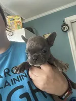 Johnny  (orange collar) fluffy carrier, a male French Bulldog for sale in Macclesfield, NC – 1 of 4