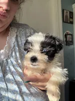 Luke ( Blue eyes), a male Miniature Schnauzer for sale in Macclesfield, NC – 2 of 4