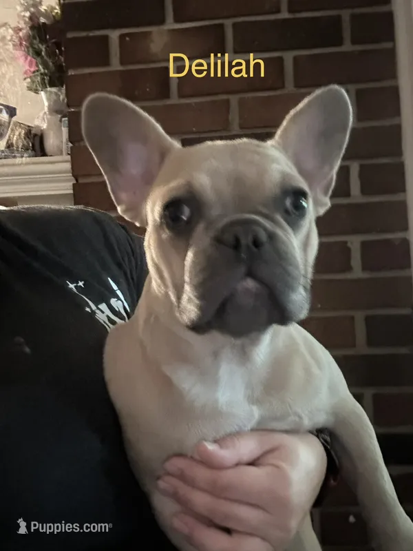 Delilah ( fluffy carrier) – French Bulldog puppy for sale in Macclesfield, NC