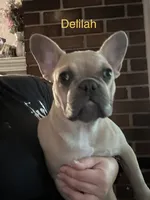 Delilah ( fluffy carrier), a female French Bulldog for sale in Macclesfield, NC – 1 of 3