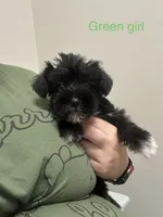 Sally ( green collar), a female Miniature Schnauzer for sale in Macclesfield, NC – 1 of 3