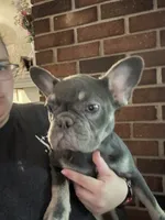 Bonnie (fluffy carrier), a female French Bulldog for sale in Macclesfield, NC – 2 of 3