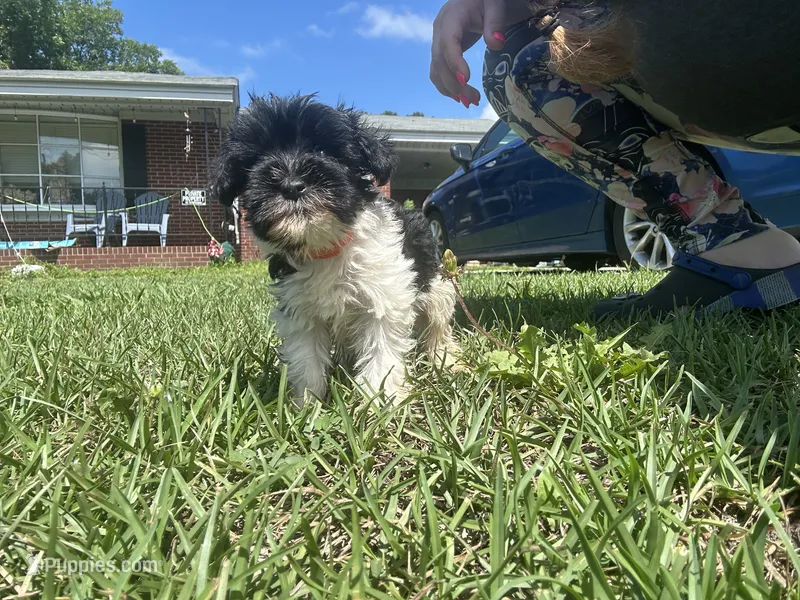 Locke ( orange collar) CKC – Miniature Schnauzer puppy for sale in Macclesfield, NC
