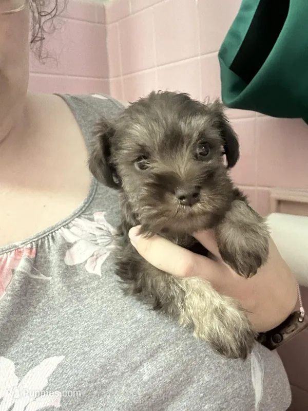Mr. Green – Miniature Schnauzer puppy for sale in Macclesfield, NC