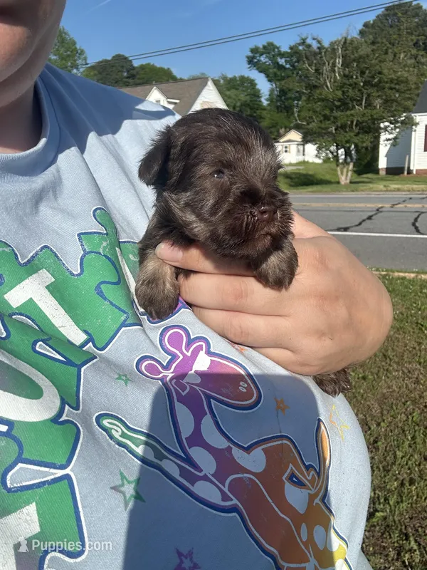 Mr. Green – Miniature Schnauzer puppy for sale in Macclesfield, NC
