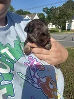Mr. Green, a male Miniature Schnauzer for sale in Macclesfield, NC – Photo 1 of 4
